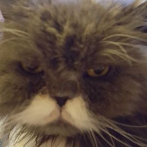 Meet your Posher, Lucy